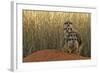 Meerkat (Suricata suricatta) four juveniles, Kuruman River Reserve-Ben Sadd-Framed Photographic Print