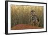 Meerkat (Suricata suricatta) four juveniles, Kuruman River Reserve-Ben Sadd-Framed Photographic Print