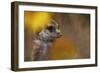 Meerkat (Suricata suricatta) juvenile, close-up of head, Kuruman River Reserve-Ben Sadd-Framed Photographic Print