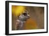 Meerkat (Suricata suricatta) juvenile, close-up of head, Kuruman River Reserve-Ben Sadd-Framed Photographic Print