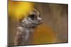 Meerkat (Suricata suricatta) juvenile, close-up of head, Kuruman River Reserve-Ben Sadd-Mounted Photographic Print