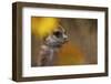 Meerkat (Suricata suricatta) juvenile, close-up of head, Kuruman River Reserve-Ben Sadd-Framed Photographic Print