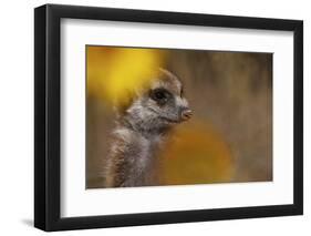 Meerkat (Suricata suricatta) juvenile, close-up of head, Kuruman River Reserve-Ben Sadd-Framed Photographic Print