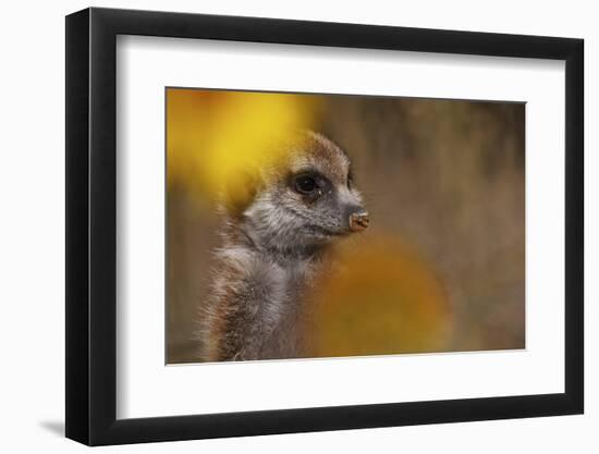 Meerkat (Suricata suricatta) juvenile, close-up of head, Kuruman River Reserve-Ben Sadd-Framed Photographic Print