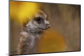 Meerkat (Suricata suricatta) juvenile, close-up of head, Kuruman River Reserve-Ben Sadd-Mounted Photographic Print