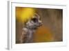 Meerkat (Suricata suricatta) juvenile, close-up of head, Kuruman River Reserve-Ben Sadd-Framed Photographic Print