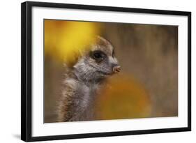 Meerkat (Suricata suricatta) juvenile, close-up of head, Kuruman River Reserve-Ben Sadd-Framed Photographic Print