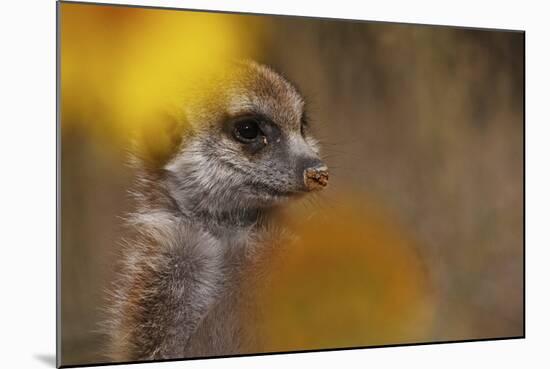 Meerkat (Suricata suricatta) juvenile, close-up of head, Kuruman River Reserve-Ben Sadd-Mounted Photographic Print