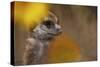 Meerkat (Suricata suricatta) juvenile, close-up of head, Kuruman River Reserve-Ben Sadd-Stretched Canvas