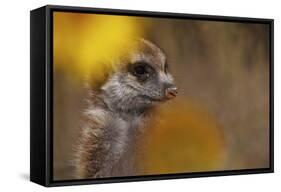 Meerkat (Suricata suricatta) juvenile, close-up of head, Kuruman River Reserve-Ben Sadd-Framed Stretched Canvas