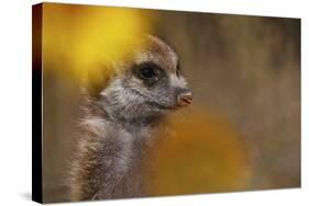 Meerkat (Suricata suricatta) juvenile, close-up of head, Kuruman River Reserve-Ben Sadd-Stretched Canvas