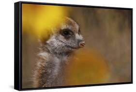 Meerkat (Suricata suricatta) juvenile, close-up of head, Kuruman River Reserve-Ben Sadd-Framed Stretched Canvas