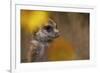 Meerkat (Suricata suricatta) juvenile, close-up of head, Kuruman River Reserve-Ben Sadd-Framed Photographic Print