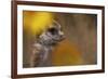 Meerkat (Suricata suricatta) juvenile, close-up of head, Kuruman River Reserve-Ben Sadd-Framed Photographic Print