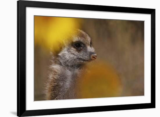 Meerkat (Suricata suricatta) juvenile, close-up of head, Kuruman River Reserve-Ben Sadd-Framed Photographic Print