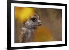 Meerkat (Suricata suricatta) juvenile, close-up of head, Kuruman River Reserve-Ben Sadd-Framed Photographic Print