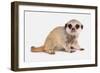 Meerkat (Suricata suricatta) juvenile, sitting-Chris Brignell-Framed Photographic Print