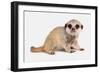 Meerkat (Suricata suricatta) juvenile, sitting-Chris Brignell-Framed Photographic Print