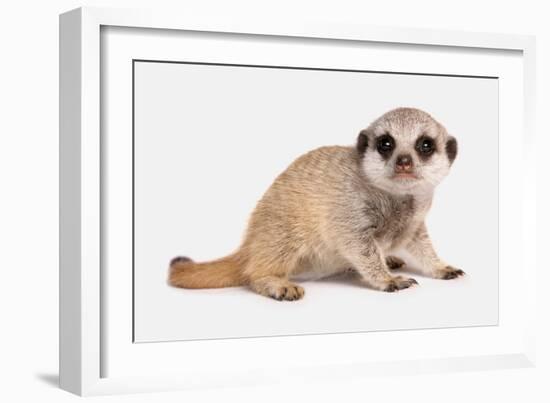 Meerkat (Suricata suricatta) juvenile, sitting-Chris Brignell-Framed Photographic Print