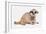 Meerkat (Suricata suricatta) juvenile, sitting-Chris Brignell-Framed Photographic Print