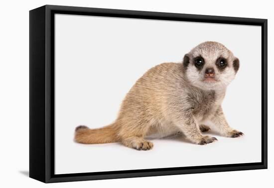 Meerkat (Suricata suricatta) juvenile, sitting-Chris Brignell-Framed Stretched Canvas