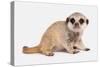 Meerkat (Suricata suricatta) juvenile, sitting-Chris Brignell-Stretched Canvas