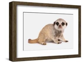 Meerkat (Suricata suricatta) juvenile, sitting-Chris Brignell-Framed Photographic Print