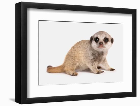 Meerkat (Suricata suricatta) juvenile, sitting-Chris Brignell-Framed Photographic Print