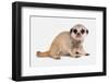 Meerkat (Suricata suricatta) juvenile, sitting-Chris Brignell-Framed Photographic Print