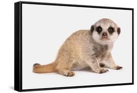 Meerkat (Suricata suricatta) juvenile, sitting-Chris Brignell-Framed Stretched Canvas