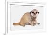 Meerkat (Suricata suricatta) juvenile, sitting-Chris Brignell-Framed Photographic Print