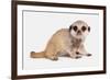 Meerkat (Suricata suricatta) juvenile, sitting-Chris Brignell-Framed Photographic Print