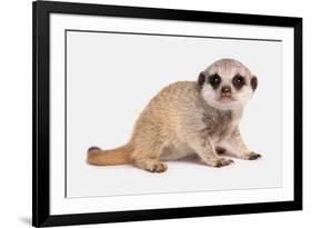 Meerkat (Suricata suricatta) juvenile, sitting-Chris Brignell-Framed Photographic Print