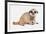 Meerkat (Suricata suricatta) juvenile, sitting-Chris Brignell-Framed Photographic Print