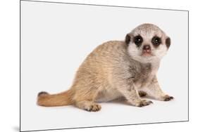 Meerkat (Suricata suricatta) juvenile, sitting-Chris Brignell-Mounted Photographic Print