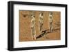 Meerkat (Suricata Suricatta), Kgalagadi Transfrontier Park, Northern Cape, South Africa, Africa-Ann and Steve Toon-Framed Photographic Print