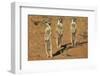 Meerkat (Suricata Suricatta), Kgalagadi Transfrontier Park, Northern Cape, South Africa, Africa-Ann and Steve Toon-Framed Photographic Print