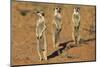 Meerkat (Suricata Suricatta), Kgalagadi Transfrontier Park, Northern Cape, South Africa, Africa-Ann and Steve Toon-Mounted Photographic Print