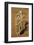 Meerkat (Suricata Suricatta), Kgalagadi Transfrontier Park, Northern Cape, South Africa, Africa-Ann and Steve Toon-Framed Photographic Print