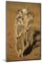 Meerkat (Suricata Suricatta), Kgalagadi Transfrontier Park, Northern Cape, South Africa, Africa-Ann and Steve Toon-Mounted Photographic Print