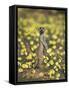 Meerkat (Suricata Suricatta), Kgalagadi Transfrontier Park, South Africa, Africa-Ann & Steve Toon-Framed Stretched Canvas