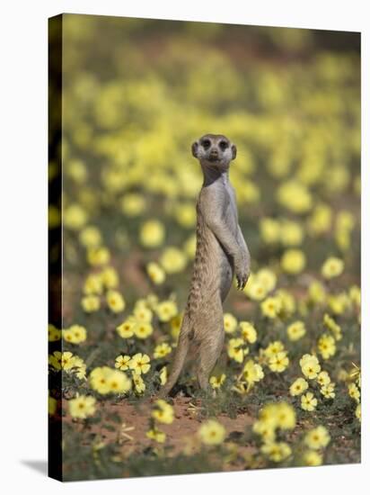 Meerkat (Suricata Suricatta), Kgalagadi Transfrontier Park, South Africa, Africa-Ann & Steve Toon-Stretched Canvas