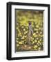 Meerkat (Suricata Suricatta), Kgalagadi Transfrontier Park, South Africa, Africa-Ann & Steve Toon-Framed Photographic Print