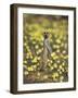 Meerkat (Suricata Suricatta), Kgalagadi Transfrontier Park, South Africa, Africa-Ann & Steve Toon-Framed Photographic Print