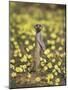 Meerkat (Suricata Suricatta), Kgalagadi Transfrontier Park, South Africa, Africa-Ann & Steve Toon-Mounted Photographic Print