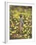 Meerkat (Suricata Suricatta), Kgalagadi Transfrontier Park, South Africa, Africa-Ann & Steve Toon-Framed Photographic Print