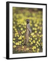 Meerkat (Suricata Suricatta), Kgalagadi Transfrontier Park, South Africa, Africa-Ann & Steve Toon-Framed Photographic Print