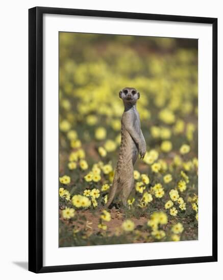 Meerkat (Suricata Suricatta), Kgalagadi Transfrontier Park, South Africa, Africa-Ann & Steve Toon-Framed Photographic Print