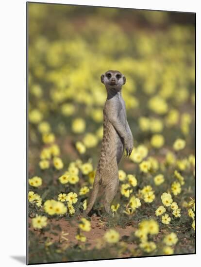 Meerkat (Suricata Suricatta), Kgalagadi Transfrontier Park, South Africa, Africa-Ann & Steve Toon-Mounted Photographic Print