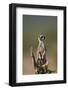 Meerkat (Suricate) (Suricata Suricatta), Addo Elephant National Park, South Africa, Africa-James Hager-Framed Photographic Print